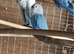 Lovebirds youngsters Alford Lincolnshire