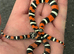 TRI COLOUR HOGNOSE SNAKES WOW!!