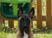 Belgian Malinois x German Shepherd