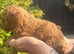 Miniature Poodle puppy's