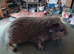 Female guinea pigs