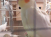 2 Baby lutino And 1 Pied Baby Cockatiels Ready Shorty