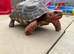 2 Redfoot tortoises