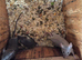 Fancy mice