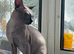 Sphinx cat