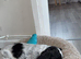 Only male puppy