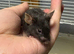 4 Really friendly fancy male mice for sale