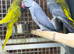 Ring neck parrot