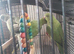 Young Indian ringnecks