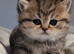 Active GCCF BSH spotted tabby - Kiki