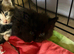 Beautiful half main coon kittens