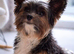 Biewer Terrier Stud