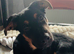 German shepherd x rottie