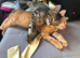 Beautiful Bengal Kittens Looking for Forever Homes