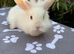 X8 baby mini lops