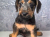 Lakeland x Bedlington Terrier puppy