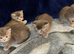 Adorable British shorthair kittens