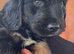 Only one Puppy left