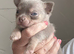 Chihuahua pups