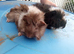 Baby male guinea pigs