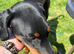 8 month old, intact female Doberman