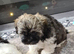 Stunning shihpoo puppies