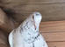 ALMOND COLOR PIGEONS