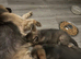 German shepherd puppies