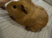 Baby guinea pigs