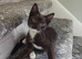 Kittens for sale