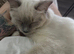 Female ragdoll