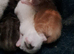 Beautiful boy kitten white and black 3 weeks old