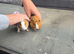 Male guinea pigs