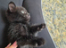 4 Gorgeous kittens