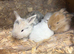 3 x Mini lops for sale