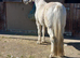 Stunning connemara gelding