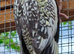 One young pearl cockatiel for sale in Maidstone
