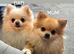 Only One Tiny White Girl Left &ndash; Looks Just Like Her Dad &ndash; Teddy Bear Face