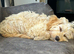 Golden cockapoo