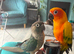 Sun conure