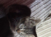 Kittens for sale