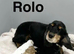 Rolo adorable apricot girl and black boy puppies