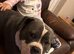 Female Staffordshire Bull Terrier X