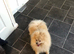 Pomeranian male dog 2 years old.