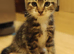 Adorable Kittens Looking for Their Forever Homes! We are happy to announce that 5 sweet, healthy, and playful kittens are now ready to find their lovi