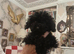 Miniature Poodle