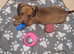 Miniature dachshund girl pra clear