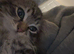 2 kittens 8weeks both for £175 or each £100
