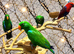 Friendly Baby HandReared Super Tame Cuddly Eclectus Parrot,26