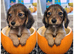 Tiny longhaired dachshunds